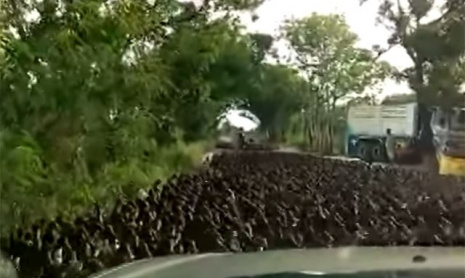 100 тысяч уток переходят улицу в Таиланде